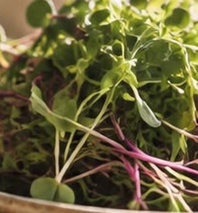 Fresh microgreens